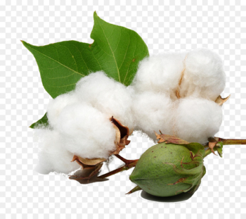 Organic cotton Cottonseed oil - cotton plant Organic cotton Cottonseed oil - cotton plant