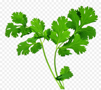 Organic food Coriander Indian cuisine Herb Parsley - Herbs Organic food Coriander Indian cuisine Herb Parsley - Herbs