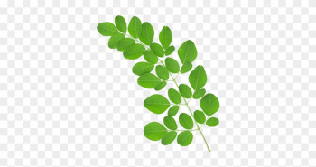 Organic Moringa Leaves Extract Standardized For - Moringa Leaves In Dubai