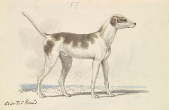 Oriental Hound by Charles Hamilton | Free Photo - rawpixel Oriental Hound by Charles Hamilton | Free Photo - rawpixel