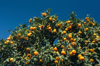 Ornage Tree Bright Fruit Orchard Ornage Tree Bright Fruit Orchard