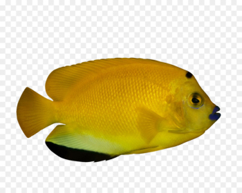 Ornamental fish Tropical fish Deep sea fish - Tropical Fish Ornamental fish Tropical fish Deep sea fish - Tropical Fish