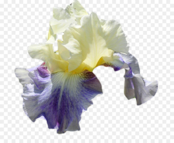 Orris Root, Irises, Perfume, Flower, Purple PNG