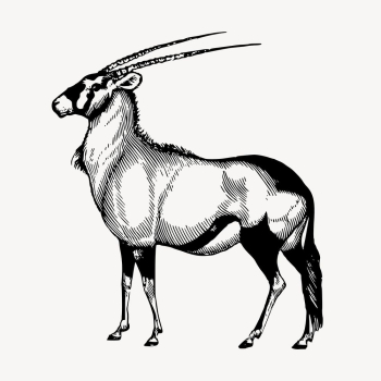 Oryx, wild animal illustration vector. | Free Vector Illustration - rawpixel Oryx, wild animal illustration vector. | Free Vector Illustration - rawpixel