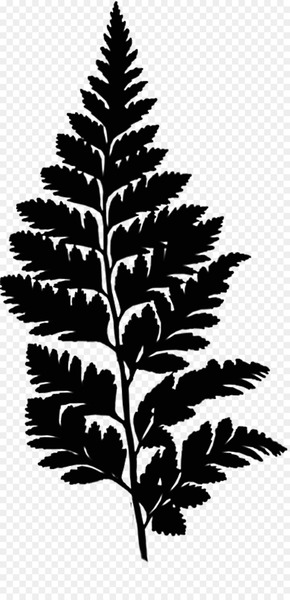 Ostrich Fern Clip art Image Leaf -  