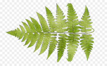 Ostrich Fern Leaf Plant stem Terrestrial plant -  