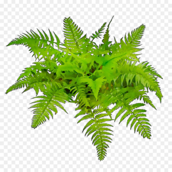 Ostrich Fern Terrestrial plant Plant stem Plants -  