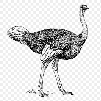 Ostrich png, vintage animal clipart, | Free PNG Illustration - rawpixel