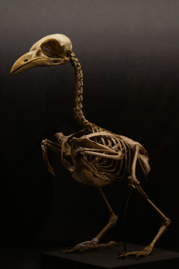 Ostrich Skeleton Ostrich Skeleton