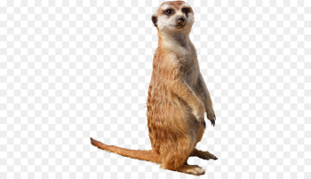others png download - 512*512 - Free Transparent Meerkat png Download.