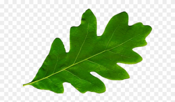 Otter Creek Construction Believes It Is Crucial To - Leaf Otter Creek Construction Believes It Is Crucial To - Leaf