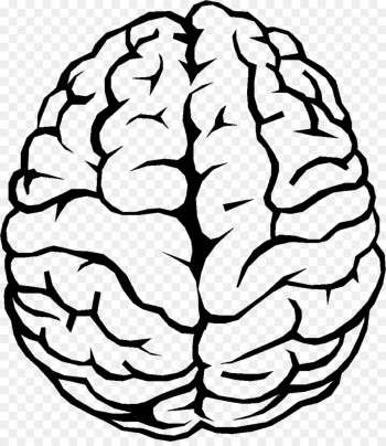 Outline of the human brain Clip art - Brain png download - 1154 ...