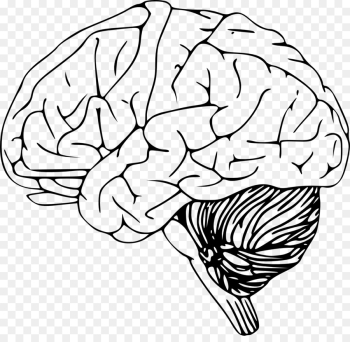 Outline of the human brain Clip art - Human brain png download ...