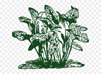 Outline, Plants, Leaf, Flowers, Cartoon, Free, Plant - Clip Arts Of Plants