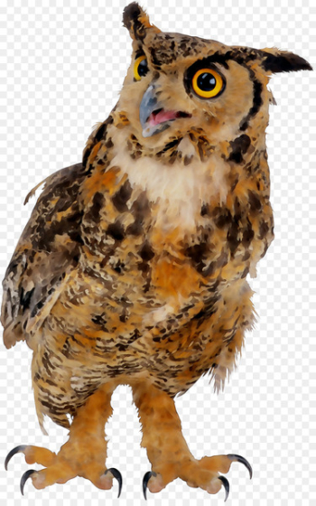 Owl Beak Fauna Feather Animal - Owl Beak Fauna Feather Animal -