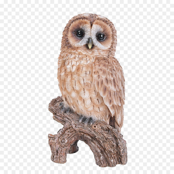 owl bird bird of prey animal figure barn owl