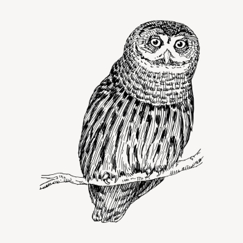Owl bird clipart, vintage illustration | Free Vector - rawpixel Owl bird clipart, vintage illustration | Free Vector - rawpixel