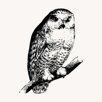 Owl clipart, vintage bird illustration | Free Vector - rawpixel Owl clipart, vintage bird illustration | Free Vector - rawpixel