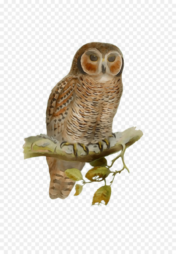 Owl Fauna Beak - Owl Fauna Beak -