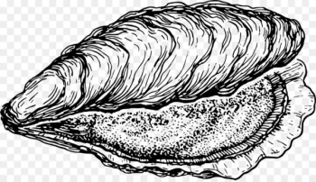 Oyster Clam Drawing Seashell Clip art - draw Oyster Clam Drawing Seashell Clip art - draw