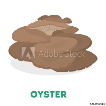 Oyster mushroom Oyster mushroom
