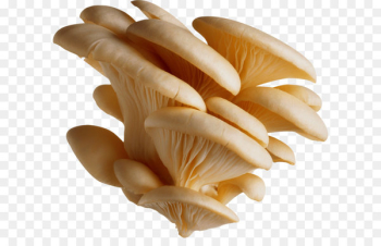 Oyster Mushroom Pleurotus eryngii Pleurotus pulmonarius - White Mushrooms Png Image 