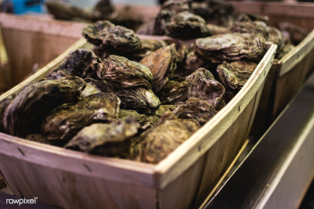 Oysters at a fish market | Free public domain photo - 448324 Oysters at a fish market | Free public domain photo - 448324