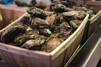 Oysters close up Oysters close up