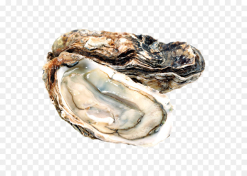 Pacific oyster Food InterCourses Shellfish - others Pacific oyster Food InterCourses Shellfish - others