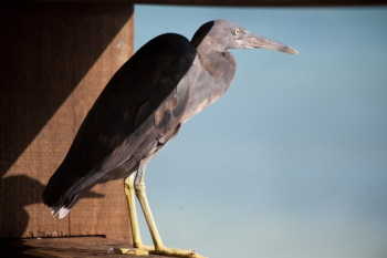 Pacific Reef Heron Sea Bird Pacific Reef Heron Sea Bird