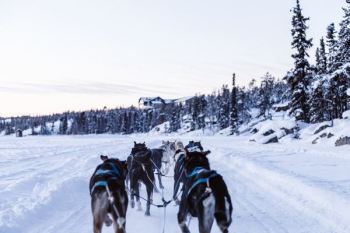 pack of wolves sleighing on snowy ground pack of wolves sleighing on snowy ground