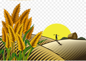 Paddy Field Oryza sativa Farmer - Sunset wheat field farmer Paddy Field Oryza sativa Farmer - Sunset wheat field farmer