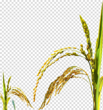 Paddy transparent background PNG clipart Paddy transparent background PNG clipart