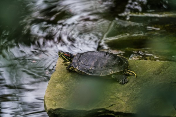 Painted Turtle Painted Turtle