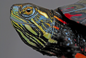 Painted turtle face close up. | Free Photo - rawpixel Painted turtle face close up. | Free Photo - rawpixel