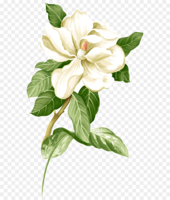 Painted white jasmine picture material Painted white jasmine picture material
