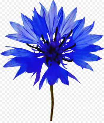 Painting, Cornflower, Watercolor Painting, Flower, Blue PNG Painting, Cornflower, Watercolor Painting, Flower, Blue PNG