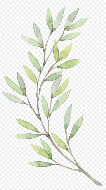 Painting, Watercolor Painting, Photography, Plant, Leaf PNG Painting, Watercolor Painting, Photography, Plant, Leaf PNG