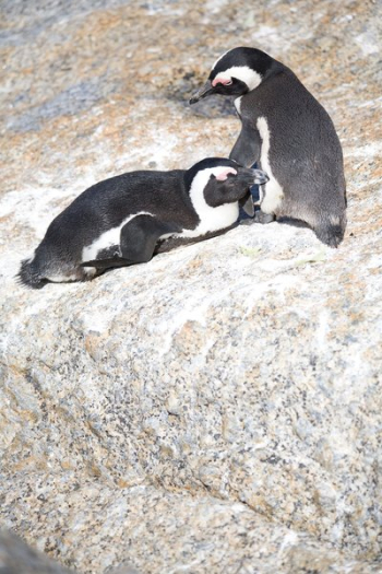 Pair Of African Penguins Pair Of African Penguins