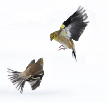 Pair of Goldfinches.JPG Pair of Goldfinches.JPG