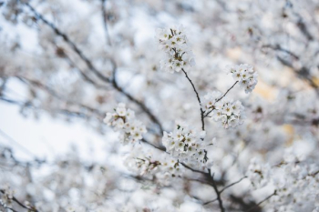 Pale White Cherry Blossom Branch Pale White Cherry Blossom Branch