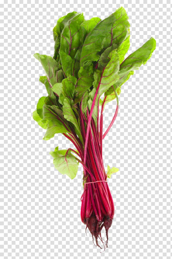 Paleolithic diet Calcium Eating Food, A high definition of a beet leaf transparent background PNG clipart