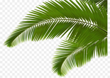 Palm branch Arecaceae Leaf Frond Clip art - Green coconut leaves 