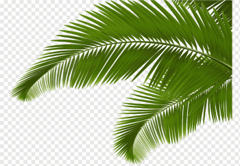 Palm branch Arecaceae Leaf Frond, Green coconut leaves, green palm leaves, watercolor Leaves, painted, hand png