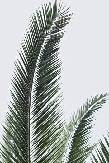 Palm Fronds Palm Fronds
