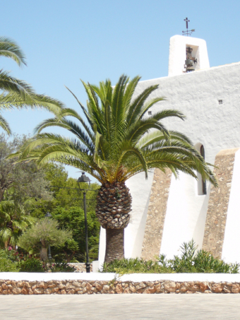 Palm, Holiday, Beach Sea, Ibiza, Mediterranean, Summer