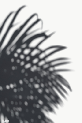 Palm leaf shadow on a white wall | Free transparent png - 557630 Palm leaf shadow on a white wall | Free transparent png - 557630