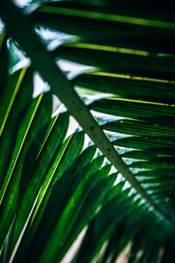 Palm Leaves
