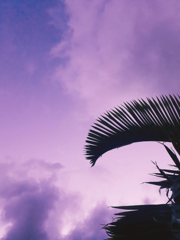 Palm Leaves