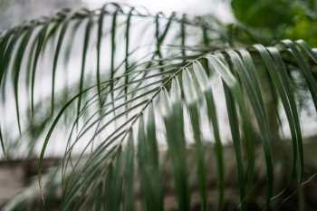 Palm Leaves